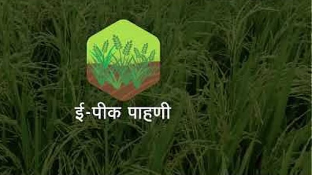 आधारभूत किंमत खरेदी योजनेचा लाभ घेण्यासाठी शेतकऱ्यांनी ई-पिक पाहणी करण्याचे आवाहन