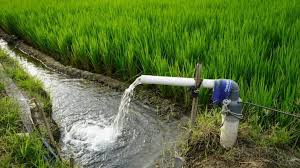 रब्बी हंगामातील पिकांसाठी पाणीपाळी;शेतकऱ्यांना अर्ज करण्याची 20 नोव्हेंबरपर्यंत मुदत