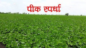 रब्बी हंगामासाठी अन्नधान्य, कडधान्य व गळीतधान्य पिकांच्या पिक स्पर्धा