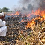 शेतातील सोयाबीन पिकाला आग लावून १ लाख ७५ हजारांचे नुकसान