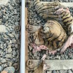 किनवटच्या मदनापूर परिसरात रेल्वे रुळावर पट्टेदार वाघाचा मृतदेह; वनविभागाकडून तपास सुरू